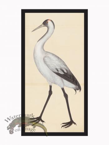 Rudbeck CFA_BF 302 Sand Hill Crane